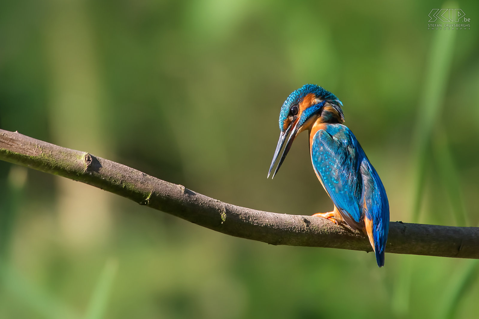 Vogels - IJsvogel Een ijsvogel (Kingfisher, Alcedo atthis) vanuit m'n schuiltent aan de vijver bij vrienden. Stefan Cruysberghs